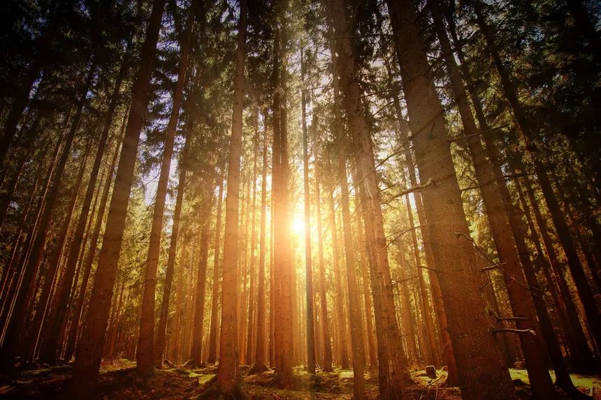 Sunlight streaming through a forest